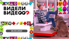 Ленивый мастифф, собака на протезах, кудрявая кошка. Видели видео?