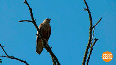 Самые-самые птицы России. Доброе утро. Суббота. Фрагмент