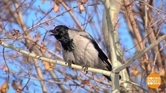 Не клацай! Доброе утро. Фрагмент