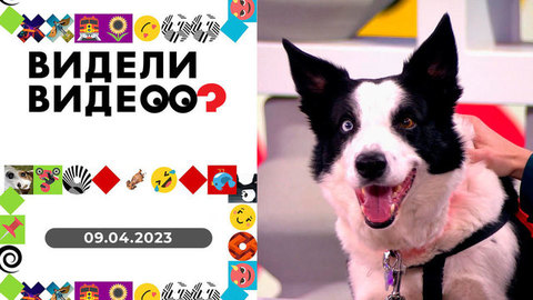Собаки-спасатели, кот, который не любит насмешек, стаффорд, который ищет кошку. Видели видео?