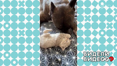 Заботливый стаффорд. Видели видео? Фрагмент