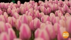 Парад тюльпанов в Ялте. Доброе утро. Фрагмент
