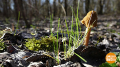 Ранние грибы. Доброе утро. Фрагмент