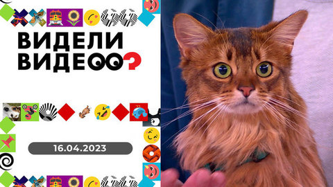 Кот-попрошайка, звезда Фрея, кролик-чемпион. Видели видео?