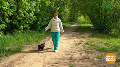 Прогулка с собакой. Доброе утро. Фрагмент