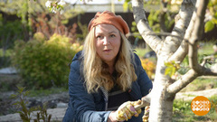 Бесполезные дачные хлопоты. Доброе утро. Суббота. Фрагмент