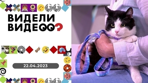 Мейн-кун и пакет; кот-дальнобойщик, день рождения корги, комбинезон для кота, мейкап для бульдожки. Видели видео?
