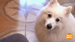 Собака бывает кусачей. Даже своя. Доброе утро. Фрагмент