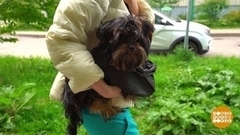 Сумка-переноска для собаки. Доброе утро. Фрагмент