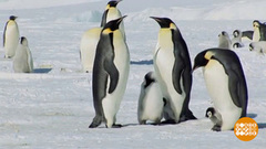 Зачем пингвинам крылья? Доброе утро. Фрагмент