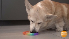 Игрушки для лизания: сплошная польза. Доброе утро. Суббота. Фрагмент