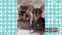 Игрушки как живые! Видели видео? Фрагмент