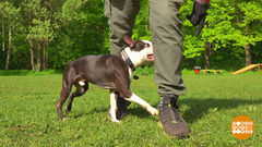 Дрессируем собаку: упражнение «змейка». Доброе утро. Фрагмент