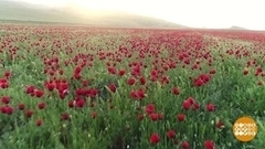 Целое море… алых маков. Доброе утро. Суббота. Фрагмент