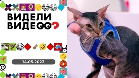 Укромное местечко; кот на уроке; неуловимая мышь. Видели видео?