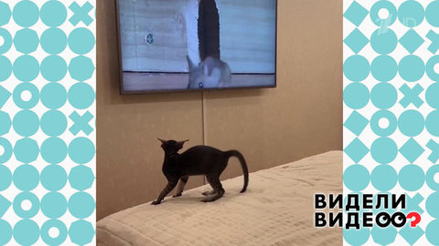 Неуловимая мышь. Видели видео? Фрагмент
