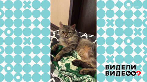 Кошка под вентилятором. Видели видео? Фрагмент выпуска от 14.05.2023