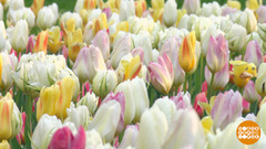 Такие разные тюльпаны. Доброе утро. Фрагмент