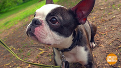 Посмотри мне в глаза, собака! Доброе утро. Фрагмент