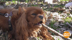 Собака на улице: подбирать только по команде! Доброе утро. Фрагмент