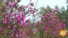 Розовый ковер Алтая. Доброе утро. Фрагмент