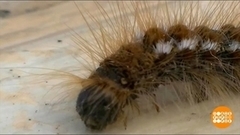 Рейтинг опасных насекомых. Доброе утро. Фрагмент