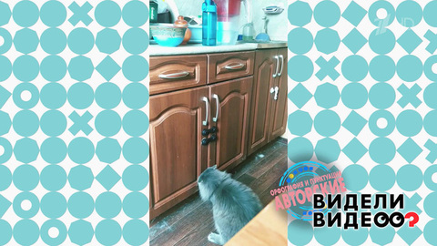 Кот-взломщик. Видели видео? Фрагмент