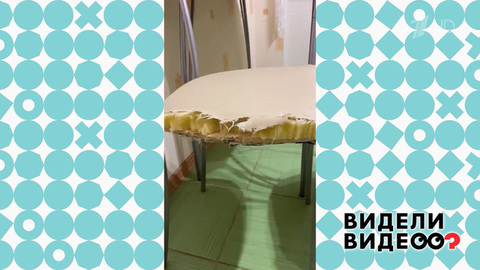 Дизайн от лабрадора. Видели видео? Фрагмент