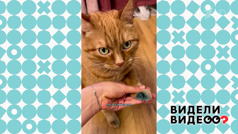 Кошачий арт. Видели видео? Фрагмент