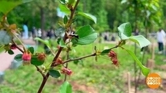 Здесь будет черешневый сад. Доброе утро. Фрагмент