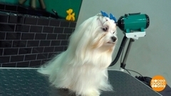 Собака бывает... лохматой. Заплетаем косички! Доброе утро. Фрагмент