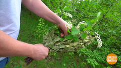 Особенные веники для майской бани. Доброе утро. Фрагмент