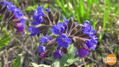 Весеннее разнотравье. Доброе утро. Фрагмент