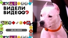 Кот и пес воспитывают хозяйку; кот-вратарь; чихуахуа с хозяйкой пьют чай; кошка – сотрудница хосписа. Видели видео?