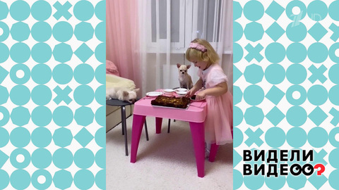 Чаептие с чихуахуа. Видели видео? Фрагмент