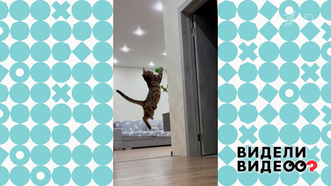 Кот-вратарь. Видели видео? Фрагмент