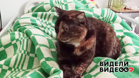 Кошка – сотрудница хосписа. Видели видео? Фрагмент