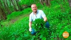 Берем крапиву — и в баню! Доброе утро. Фрагмент