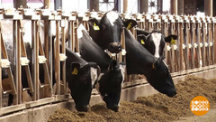 Дает корова молоко. А получает — удовольствие. Доброе утро. Фрагмент