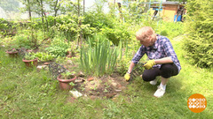 Дачная безопасность для пожилых. Доброе утро. Фрагмент