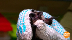 Если мышка прилетела… Доброе утро. Суббота. Фрагмент