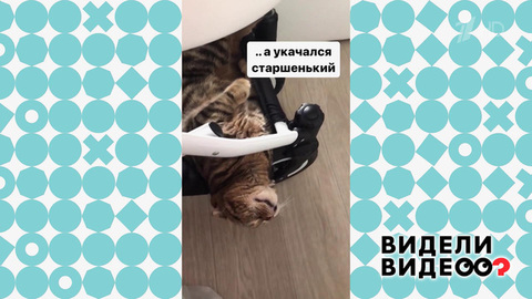 Кот и малыш. Видели видео? Фрагмент