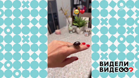 Улитка из пакета. Видели видео? Фрагмент