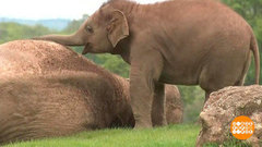 В гости к слонам. Доброе утро. Фрагмент