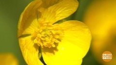 Лютик — от слова «лютый». Доброе утро. Фрагмент