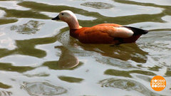 Утки в городе! Доброе утро. Фрагмент