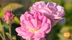 Розовый урожай: дышать, не надышаться. Доброе утро. Суббота. Фрагмент