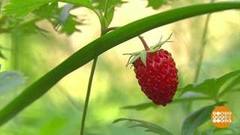 Эта трудная ягода — земляника! Доброе утро. Фрагмент