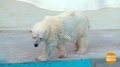 Зверушкам жарко… Доброе утро. Фрагмент