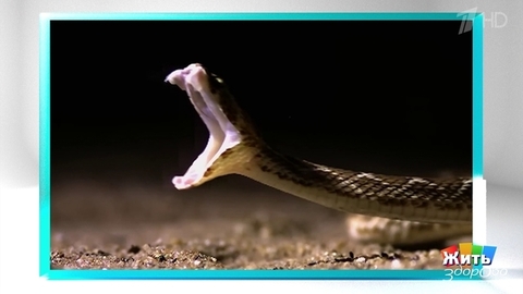 Дачники. Укус змеи. Жить здорово! Фрагмент